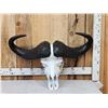 Image 1 : African Cape Buffalo Skull Taxidermy