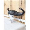 Image 2 : African Cape Buffalo Skull Taxidermy