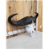 Image 3 : African Cape Buffalo Skull Taxidermy