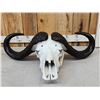 Image 4 : African Cape Buffalo Skull Taxidermy