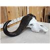 Image 5 : African Cape Buffalo Skull Taxidermy