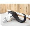 Image 6 : African Cape Buffalo Skull Taxidermy