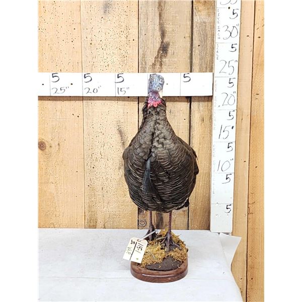 Rare Bearded Hen Turkey Full Body Bird Taxidermy
