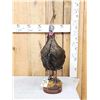 Image 1 : Rare Bearded Hen Turkey Full Body Bird Taxidermy