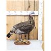 Image 2 : Rare Bearded Hen Turkey Full Body Bird Taxidermy