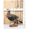 Image 3 : Rare Bearded Hen Turkey Full Body Bird Taxidermy