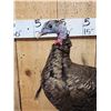 Image 4 : Rare Bearded Hen Turkey Full Body Bird Taxidermy