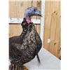 Image 5 : Rare Bearded Hen Turkey Full Body Bird Taxidermy