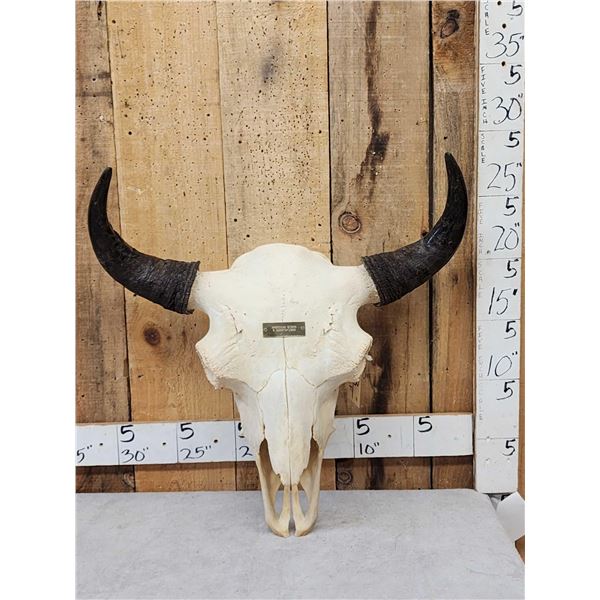 American Bison Buffalo Skull Taxidermy