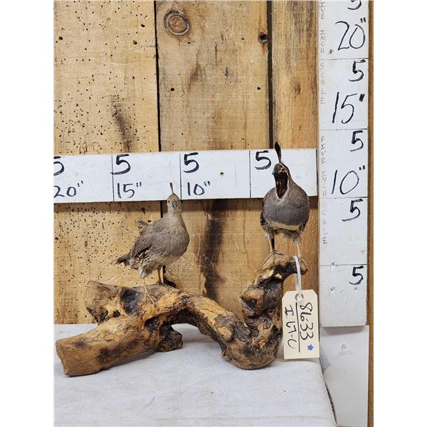 Pair Of Bob White Quail Full Body Bird Taxidermy