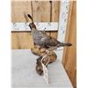 Image 2 : Pair Of Bob White Quail Full Body Bird Taxidermy