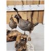 Image 3 : Pair Of Bob White Quail Full Body Bird Taxidermy