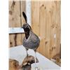 Image 4 : Pair Of Bob White Quail Full Body Bird Taxidermy
