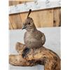 Image 5 : Pair Of Bob White Quail Full Body Bird Taxidermy