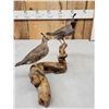 Image 6 : Pair Of Bob White Quail Full Body Bird Taxidermy
