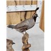 Image 7 : Pair Of Bob White Quail Full Body Bird Taxidermy