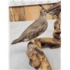 Image 8 : Pair Of Bob White Quail Full Body Bird Taxidermy