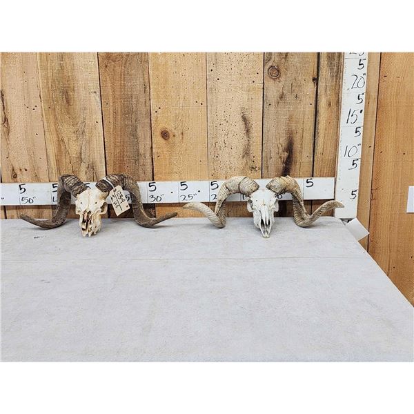 2 Ram Sheep Skulls Taxidermy