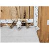 Image 2 : 2 Ram Sheep Skulls Taxidermy
