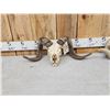 Image 3 : 2 Ram Sheep Skulls Taxidermy