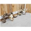 Image 4 : 2 Ram Sheep Skulls Taxidermy