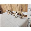 Image 5 : 2 Ram Sheep Skulls Taxidermy