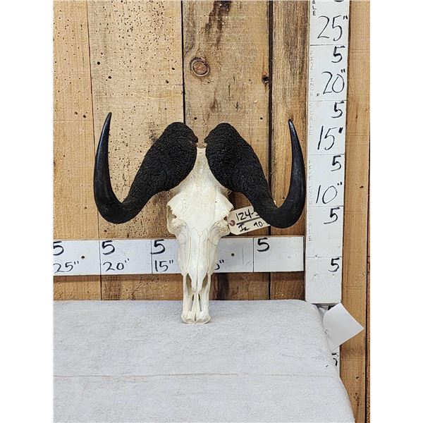 African Black Wildebeest Skull Taxidermy