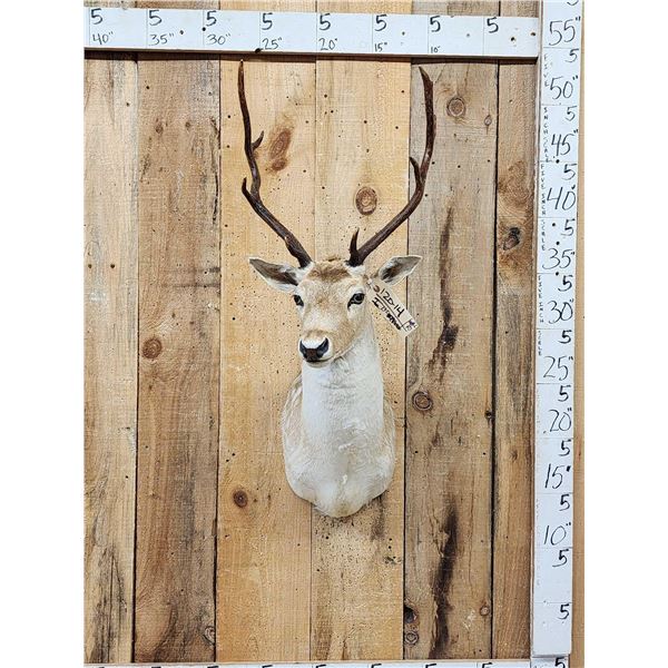 Fallow Deer Shoulder Mount Taxidermy