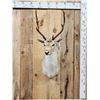 Image 1 : Fallow Deer Shoulder Mount Taxidermy