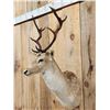Image 2 : Fallow Deer Shoulder Mount Taxidermy