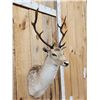 Image 3 : Fallow Deer Shoulder Mount Taxidermy