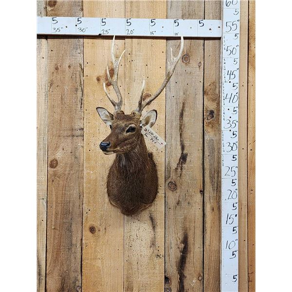 Sika Deer Shoulder Mount Taxidermy