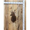 Image 1 : Sika Deer Shoulder Mount Taxidermy
