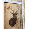 Image 2 : Sika Deer Shoulder Mount Taxidermy