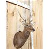 Image 3 : Sika Deer Shoulder Mount Taxidermy