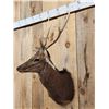 Image 4 : Sika Deer Shoulder Mount Taxidermy