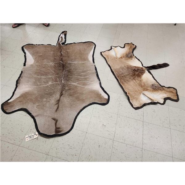 African Nyala & Hartebeest Rugs Taxidermy