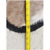 Image 5 : African Nyala & Hartebeest Rugs Taxidermy