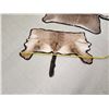 Image 6 : African Nyala & Hartebeest Rugs Taxidermy