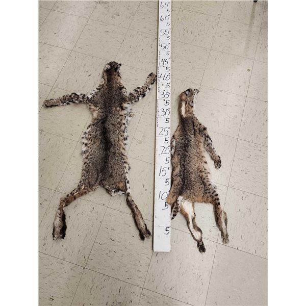 2 Bobcat Tanned Furs Taxidermy