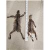Image 1 : 2 Bobcat Tanned Furs Taxidermy