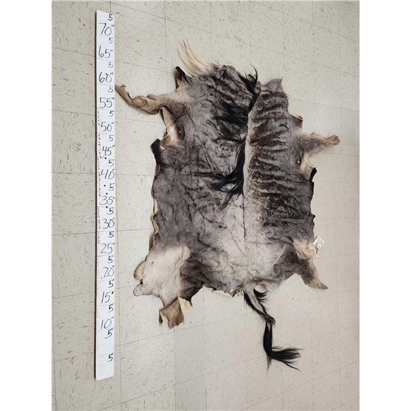 African Wildebeest Tanned Skin Taxidermy