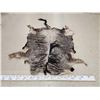 Image 2 : African Wildebeest Tanned Skin Taxidermy