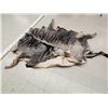 Image 3 : African Wildebeest Tanned Skin Taxidermy