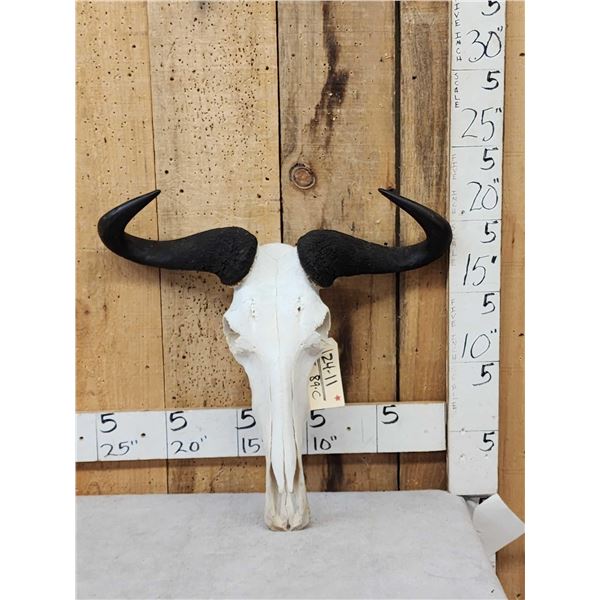 African Blue Wildebeest Skull Taxidermy