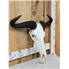 Image 2 : African Blue Wildebeest Skull Taxidermy