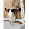 Image 3 : African Blue Wildebeest Skull Taxidermy