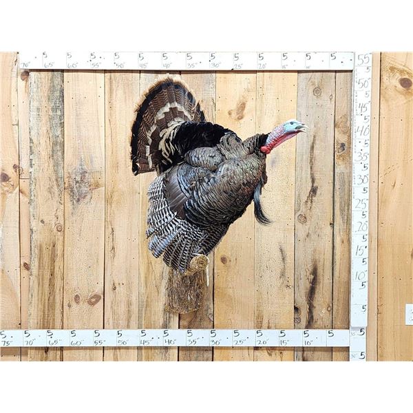 Gobbling Turkey On A Limb Full Body Bird Taxidermy