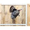 Image 1 : Gobbling Turkey On A Limb Full Body Bird Taxidermy