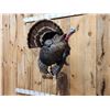 Image 2 : Gobbling Turkey On A Limb Full Body Bird Taxidermy